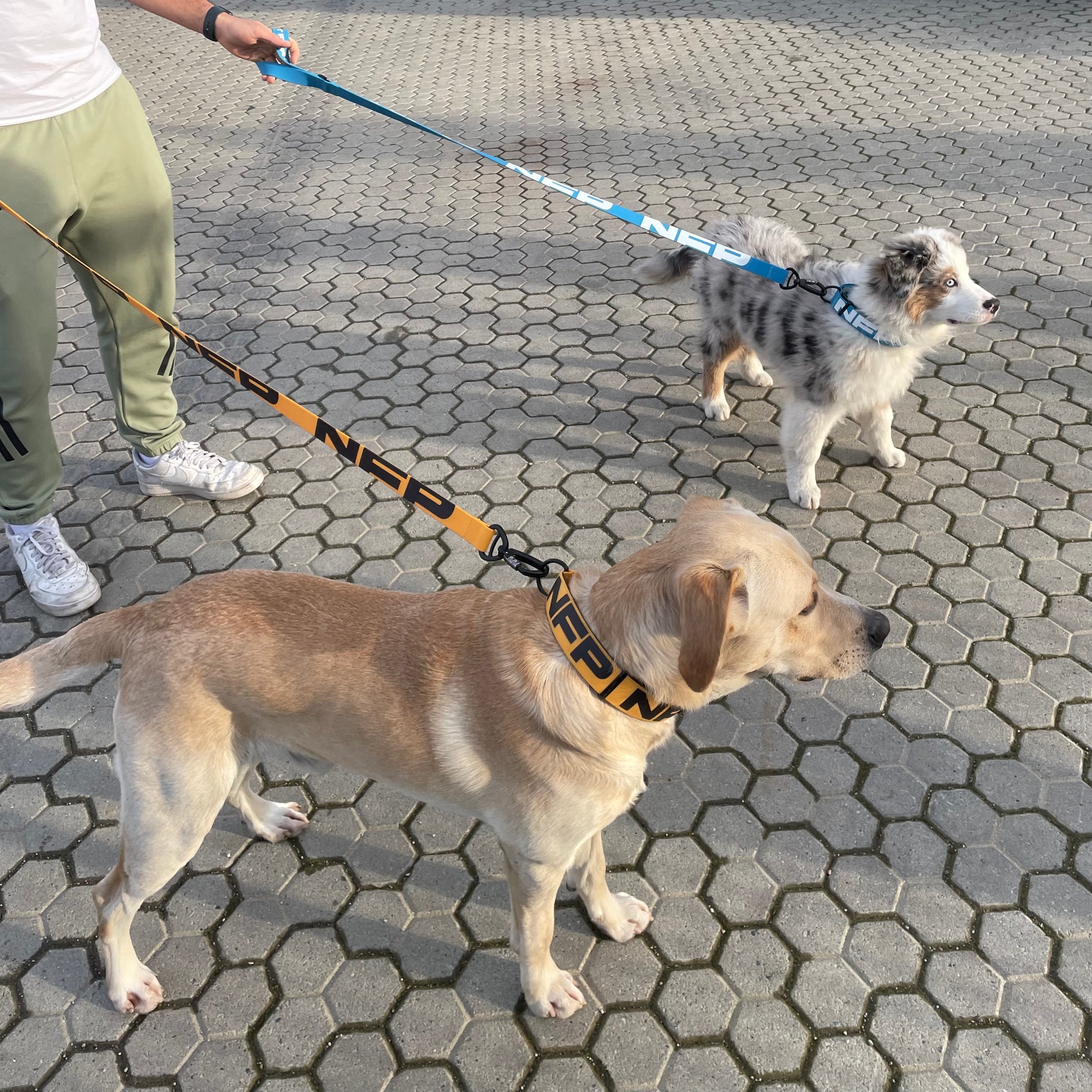 SOLID leash