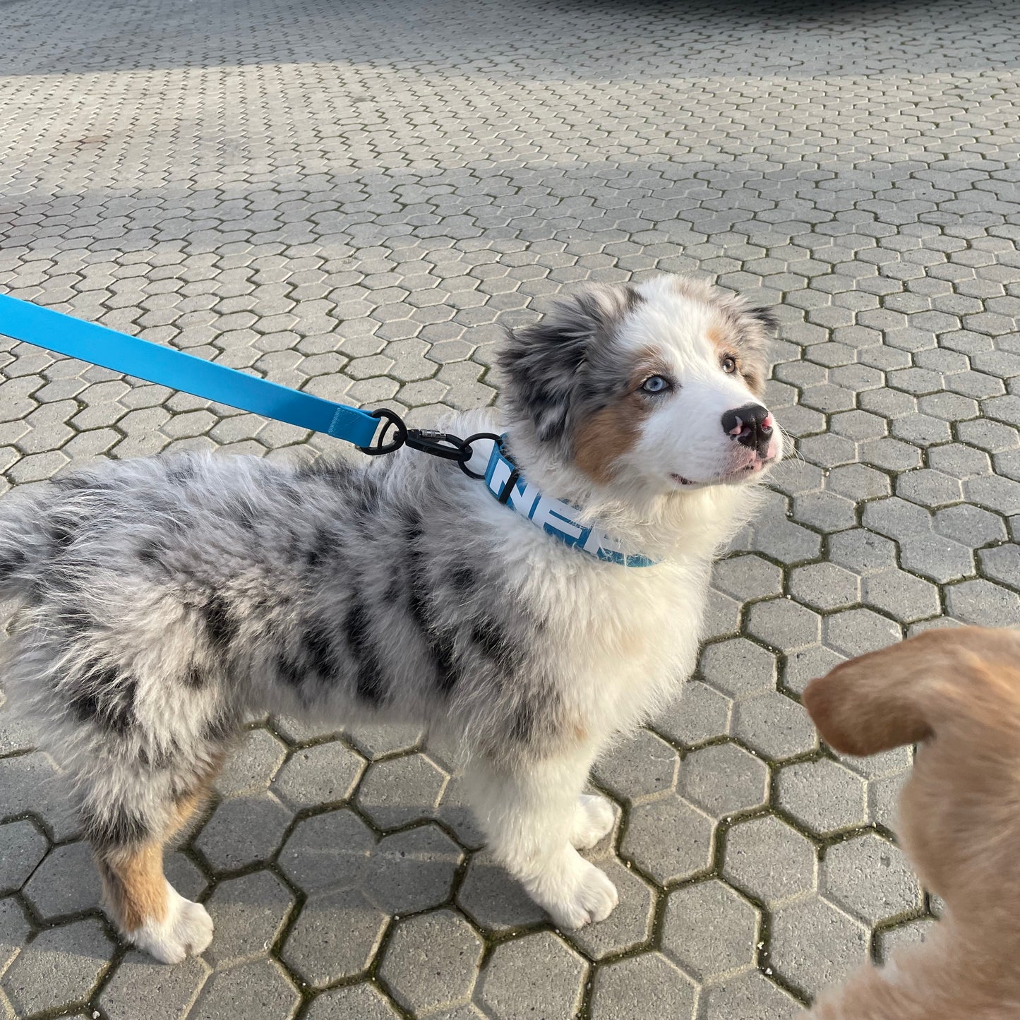 SOLID Collar