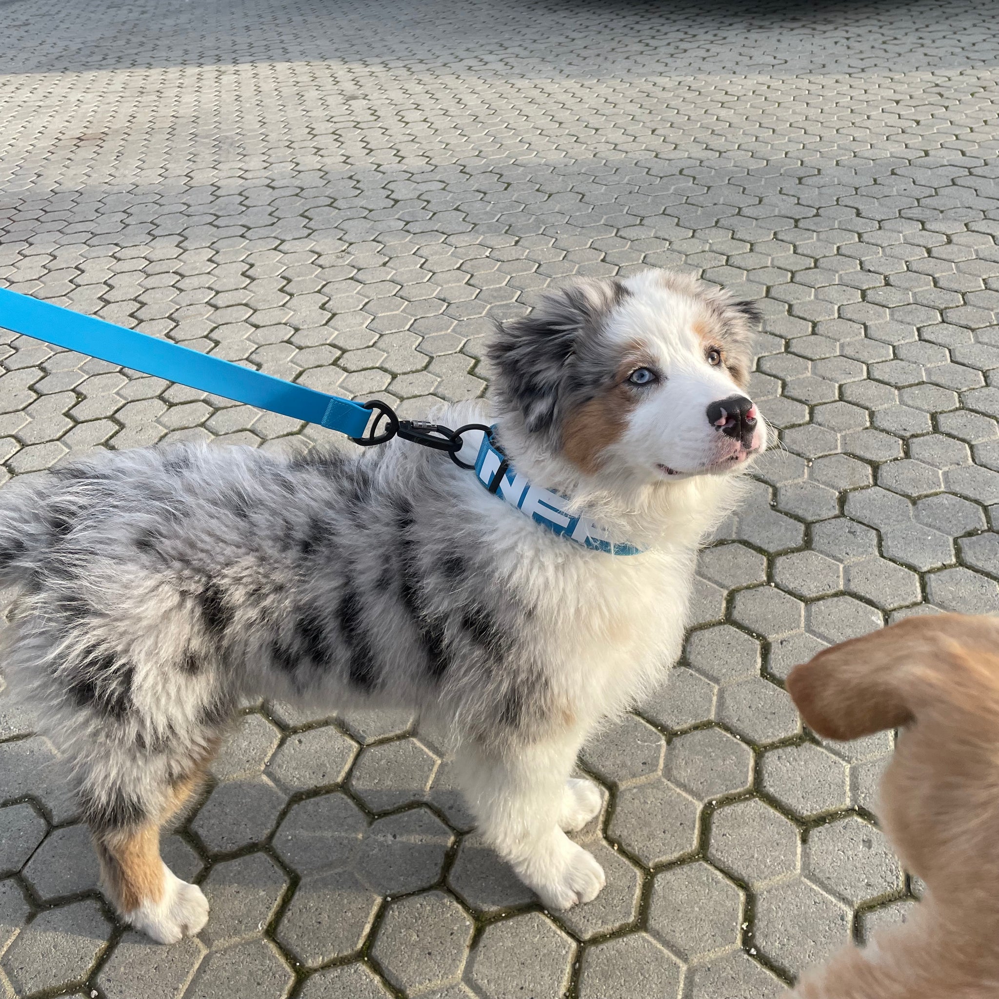 SOLID Collar